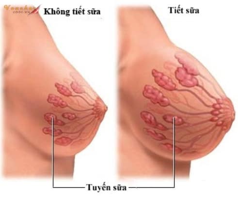 dau hieu mat sua 2 5 dấu hiệu mất sữa, cách chữa trị