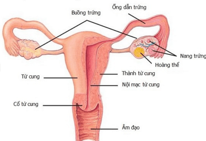 U nang khi mang thai 6 U-nang-khi-mang-thai-6