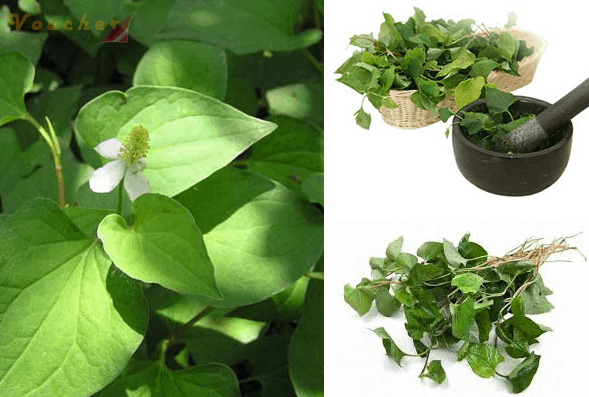 Cach chua viem tai giua bang thuoc dan gian 10