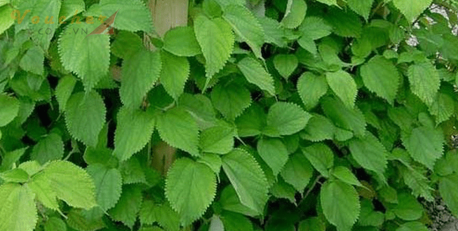 Cach chua viem tai giua bang thuoc dan gian 11