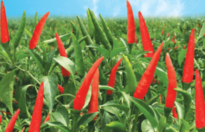 10-cach-giam-can-tai-nha-an-toan-9