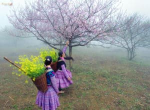 Du lịch tết Sapa 2020