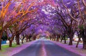 Du lịch Đà Lạt tết