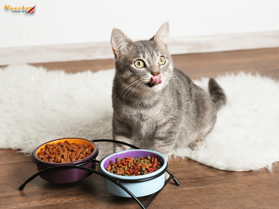 Thuc An Cho Meo Tot Nhat 12