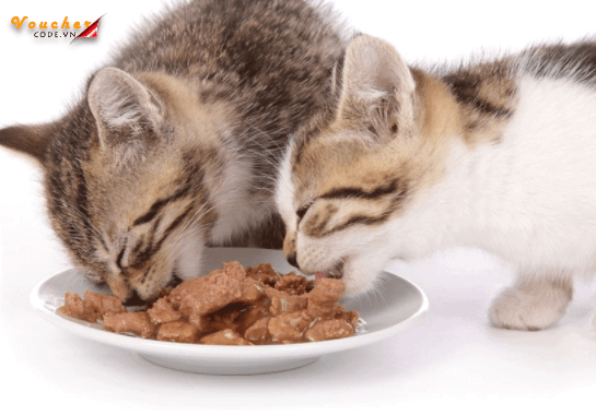 Thuc An Cho Meo Tot Nhat 2