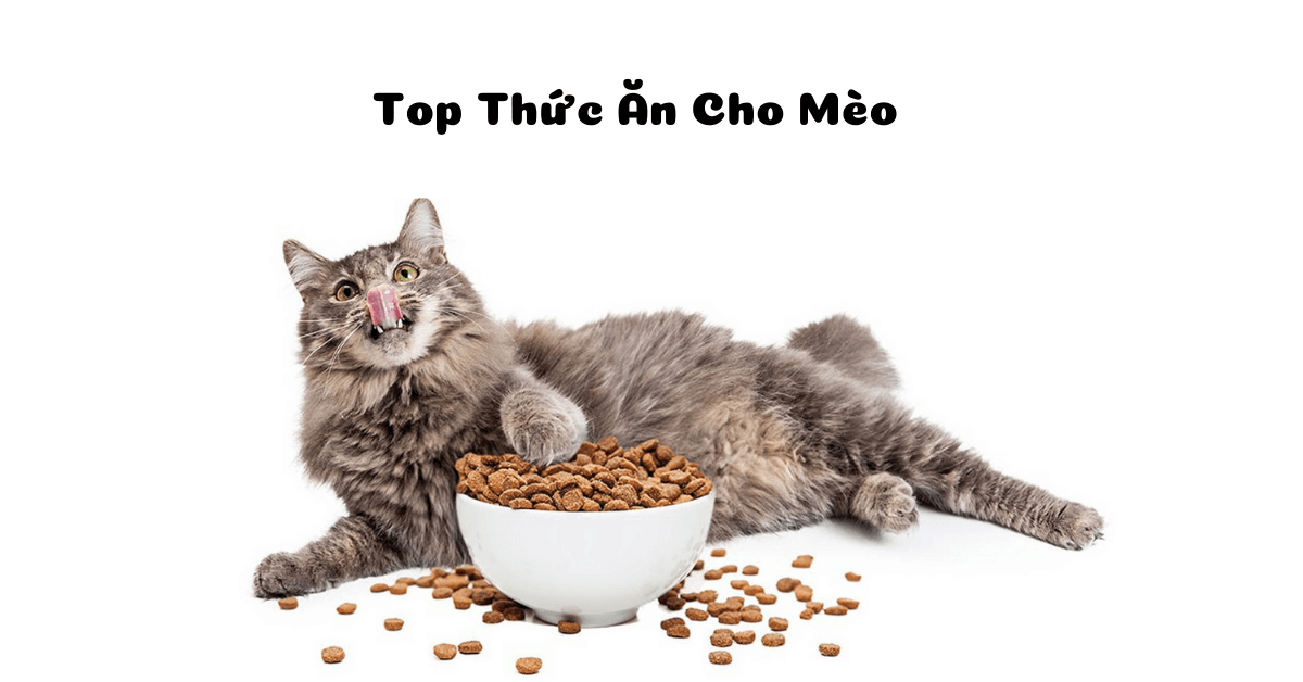 Top 9 thức ăn cho mèo con loại nào tốt, giá bình dân